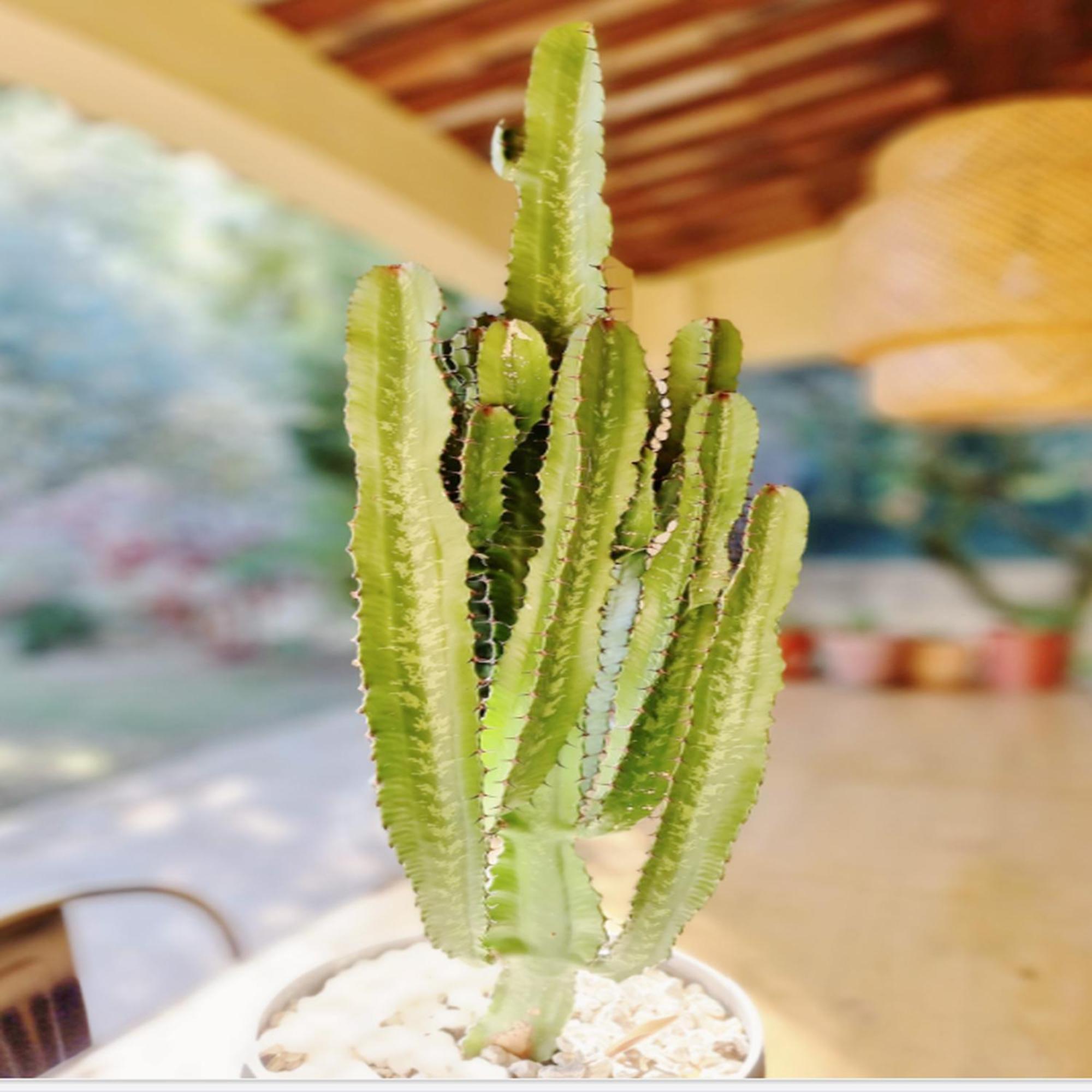 Villa Oasis En Provence Luberon Pierrevert Zewnętrze zdjęcie